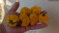 Scotch Bonnet TFM - Pepper Seeds - White Hot Peppers